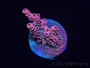 WYSIWYG RAH Acropora Eye Candy 5D3