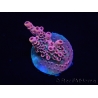 WYSIWYG RAH Acropora Eye Candy 5D3