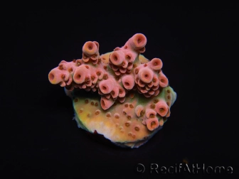 WYSIWYG RAH Acropora Eye Candy 5D1