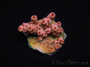 WYSIWYG RAH Acropora Eye Candy 5D1