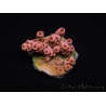 WYSIWYG RAH Acropora Eye Candy 5D1