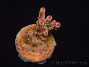 WYSIWYG RAH Acropora Eye Candy 5D2