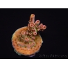 WYSIWYG RAH Acropora Eye Candy 5D2