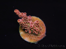 WYSIWYG RAH Acropora Eye Candy 5D3