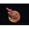 WYSIWYG RAH Acropora Eye Candy 5D3