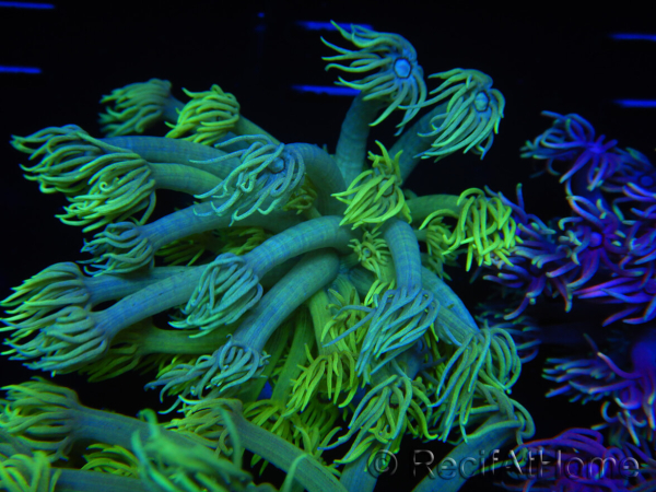 WYSIWYG Goniopora Yellow Spotted 19A1