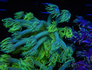WYSIWYG Goniopora Yellow Spotted 19A1