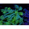 WYSIWYG Goniopora Yellow Spotted 19A1