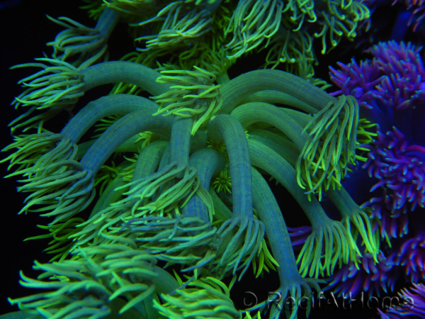 WYSIWYG Goniopora Yellow Spotted 19A2
