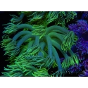 WYSIWYG Goniopora Yellow Spotted 19A2