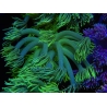 WYSIWYG Goniopora Yellow Spotted 19A2
