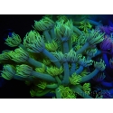 WYSIWYG Goniopora Yellow Spotted 19A3