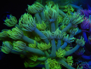 WYSIWYG Goniopora Yellow Spotted 19A3