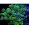 WYSIWYG Goniopora Yellow Spotted 19A3