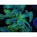 WYSIWYG Goniopora Yellow Spotted 19A4