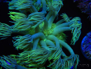 WYSIWYG Goniopora Yellow Spotted 19A4
