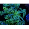 WYSIWYG Goniopora Yellow Spotted 19A4