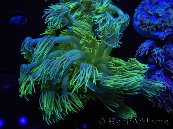 WYSIWYG Goniopora Yellow Spotted 19A5