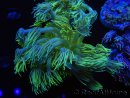 WYSIWYG Goniopora Yellow Spotted 19A5