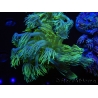 WYSIWYG Goniopora Yellow Spotted 19A5