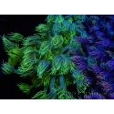 WYSIWYG Goniopora Yellow Spotted 19A6