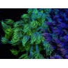 WYSIWYG Goniopora Yellow Spotted 19A6