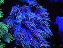 WYSIWYG Goniopora Firebender 19B6