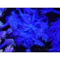 WYSIWYG Goniopora Purple 19C1