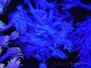 WYSIWYG Goniopora Purple 19C1