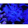 WYSIWYG Goniopora Purple 19C1