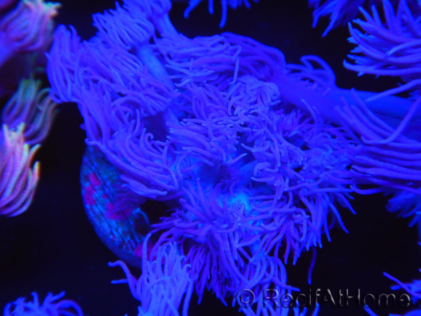 WYSIWYG Goniopora Purple 19C2