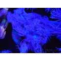WYSIWYG Goniopora Purple 19C2