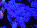 WYSIWYG Goniopora Purple 19C2