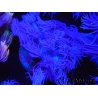 WYSIWYG Goniopora Purple 19C2