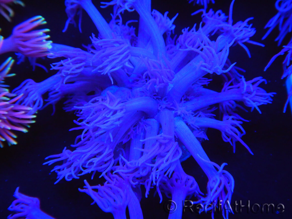 WYSIWYG Goniopora Purple 19C3