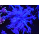 WYSIWYG Goniopora Purple 19C3