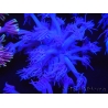 WYSIWYG Goniopora Purple 19C3