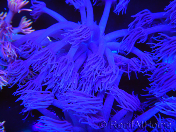 WYSIWYG Goniopora Purple 19C4