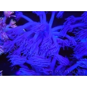 WYSIWYG Goniopora Purple 19C4
