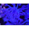 WYSIWYG Goniopora Purple 19C4