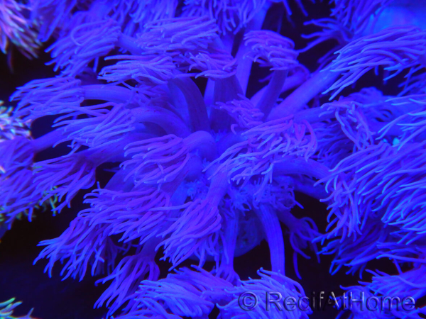 WYSIWYG Goniopora Purple 19C5