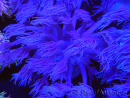 WYSIWYG Goniopora Purple 19C5
