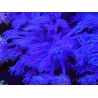 WYSIWYG Goniopora Purple 19C5