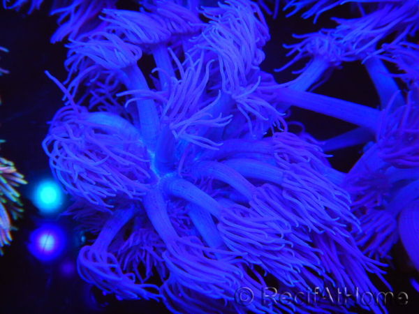 WYSIWYG Goniopora Purple 19C6