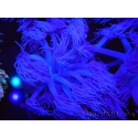 WYSIWYG Goniopora Purple 19C6