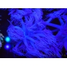 WYSIWYG Goniopora Purple 19C6