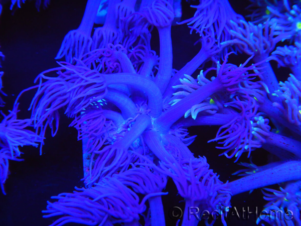 WYSIWYG Goniopora Unicorn's Main 19D3