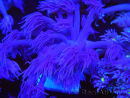 WYSIWYG Goniopora Unicorn's Main 19D4
