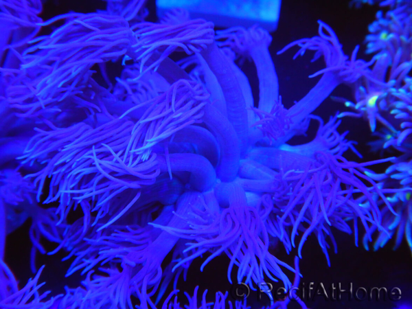 WYSIWYG Goniopora Unicorn's Main 19D5