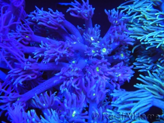 WYSIWYG Goniopora Yellow Mouth 19E1
